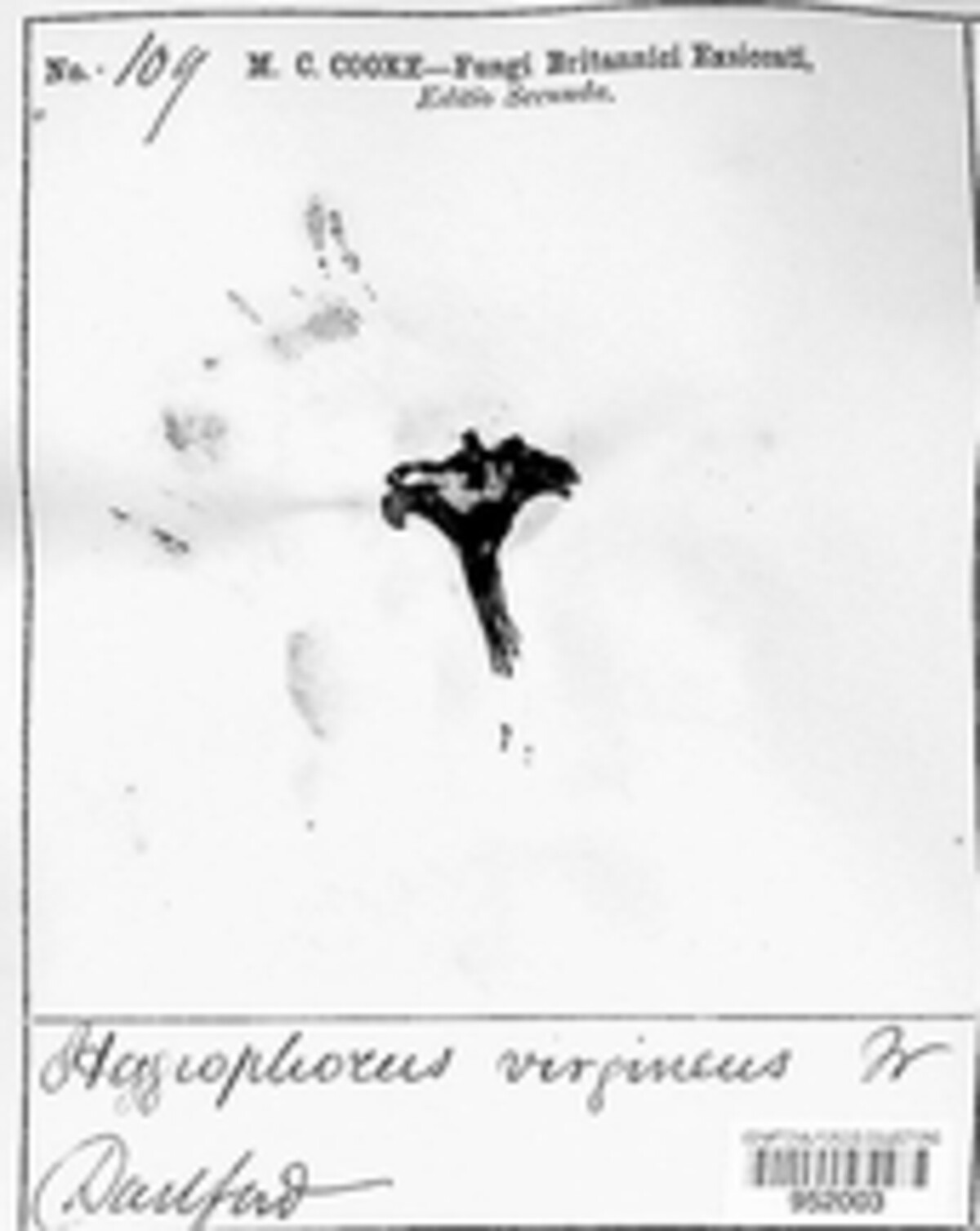 Cuphophyllus virgineus image